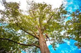 Best Tree Mulching  in Valley Mills, TX