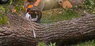 How Our Tree Care Process Works  in  Valley Mills, TX