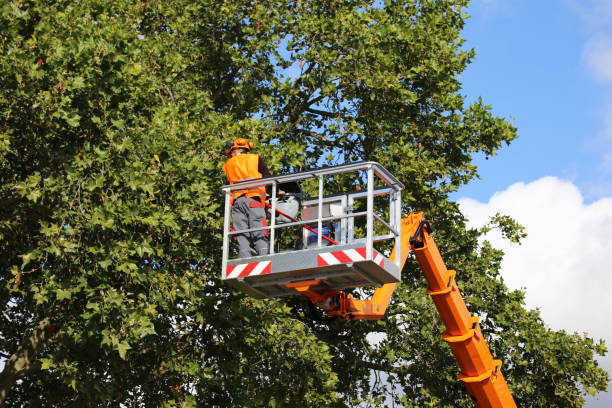 Tree Removal