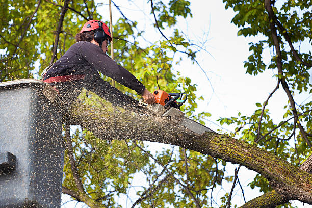 Trusted Valley Mills, TX Tree Removal Experts